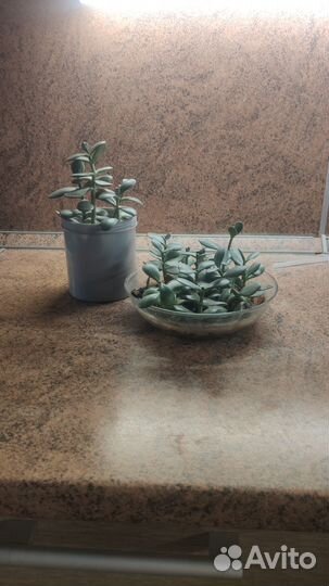 Кактусы и суккуленты