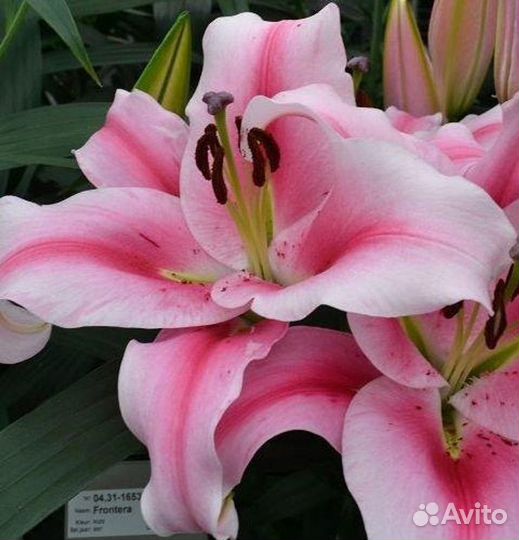 Лилии от гибриды