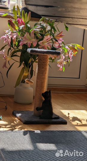 Чёрные котята