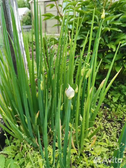 Лук многолетний