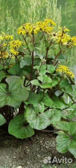 Бузульники