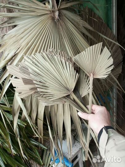 Пальмовые листья (пики, мини пики)