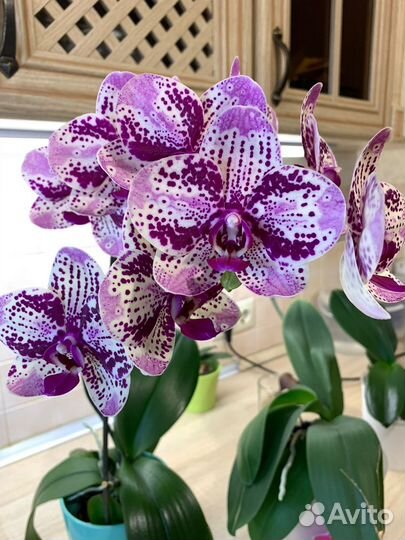 Орхидеи домашнего цветения
