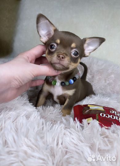 Чудесный мальчик чихуахуа
