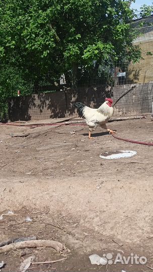 Петухи