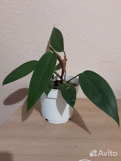 Филодендрон Мандианум