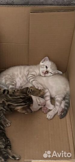Бенгальские котята