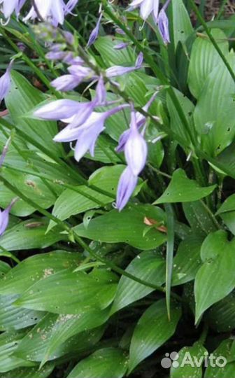 Хоста растение