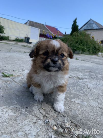 Щенок в добрые руки бесплатно маленькая порода