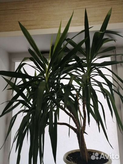 Пальма юкка