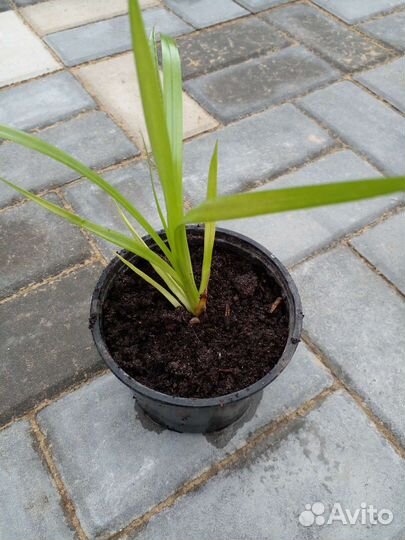 Панданус. Комнатная пальма