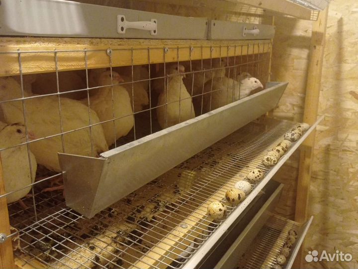 Перепела 30 дней