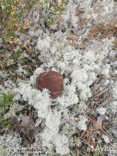 Боровики, белые грибы