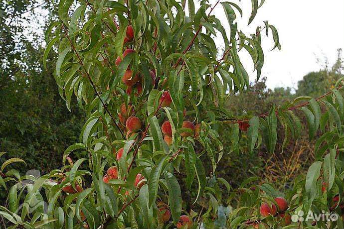 Саженцы персика 
