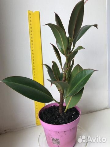 Фикус бенджамина