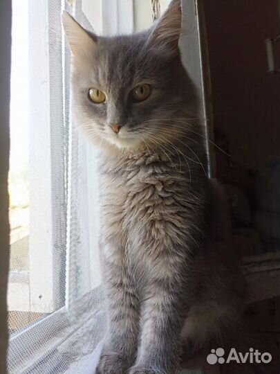 Кошка в дар бесплатно