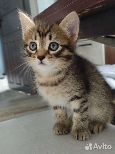 Котенок в любящие руки