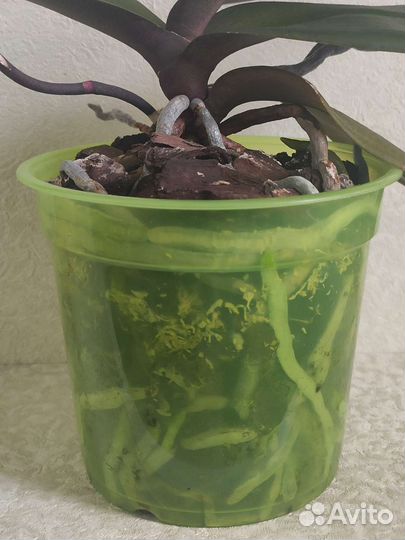 Орхидея Сого Даймонд