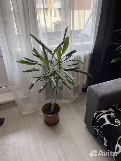 Драцена юкка слоновая