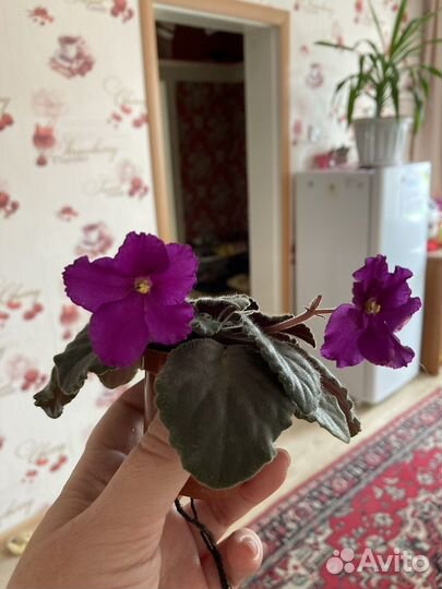 Мини фиалки