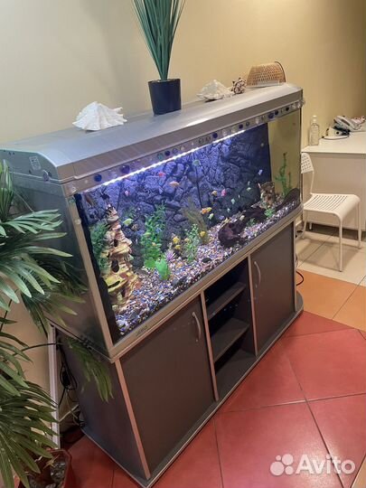 Три аквариума для рыб