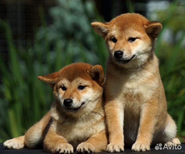 Сиба ину щенки
