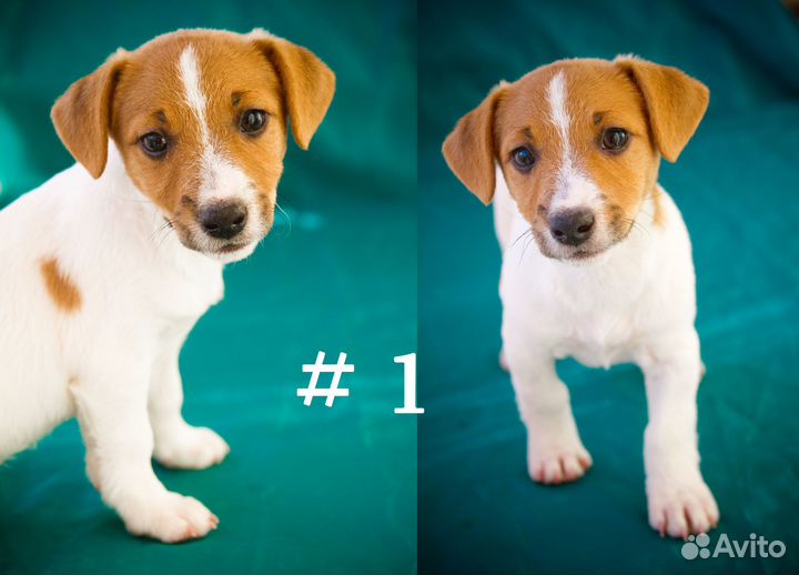 Девочки Джек Рассел терьер. Без торга