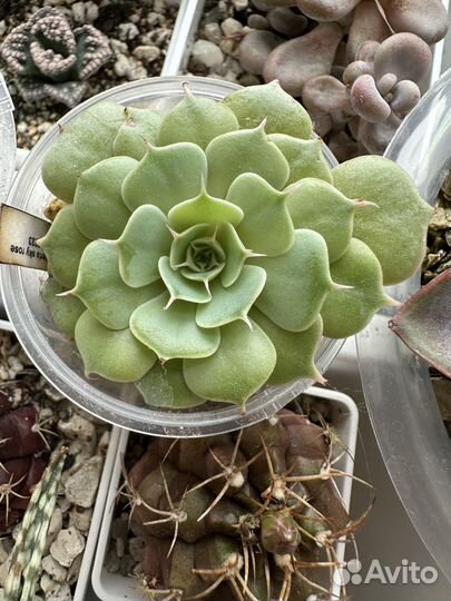 Суккулент Echeveria Sky Rose
