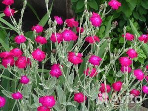 Лихнис корончатый малиновый