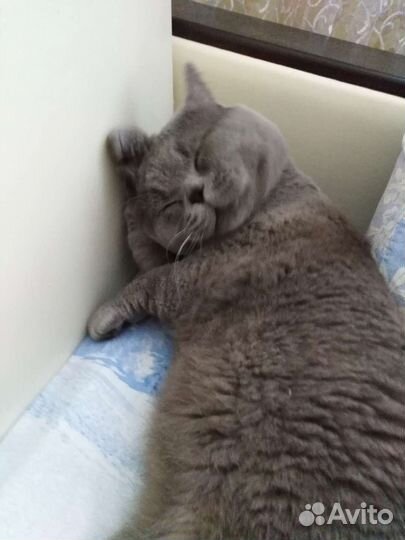Вязка британец кот