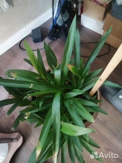 Пальма йукка