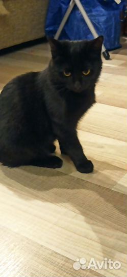 Кошка в дар бесплатно