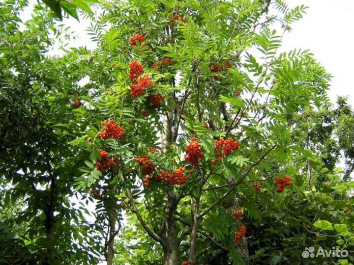 Саженцы рябины Эдулис