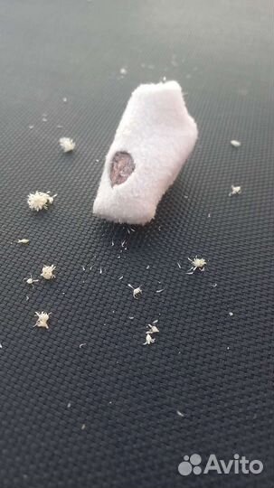 Камень Валя, домашний питомец