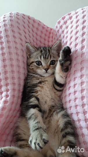 Шотландский кот вязка
