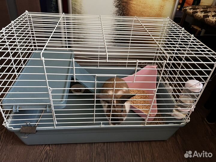 Кролик с клеткой