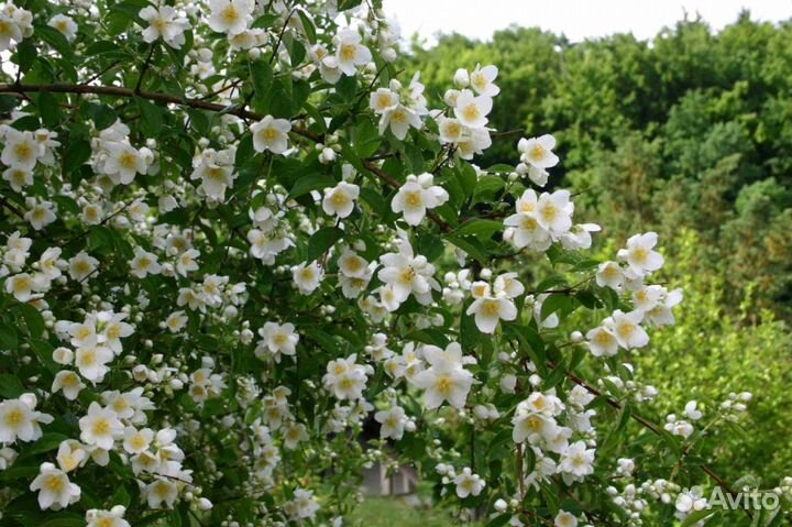 Спирея, Жасмин, Форзиция, Лещина, Черемуха