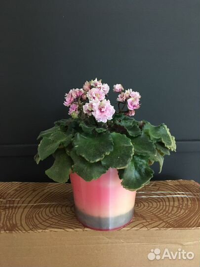 Фиалки сенполии