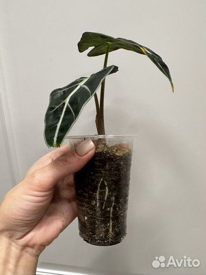 Алоказия Амазоника