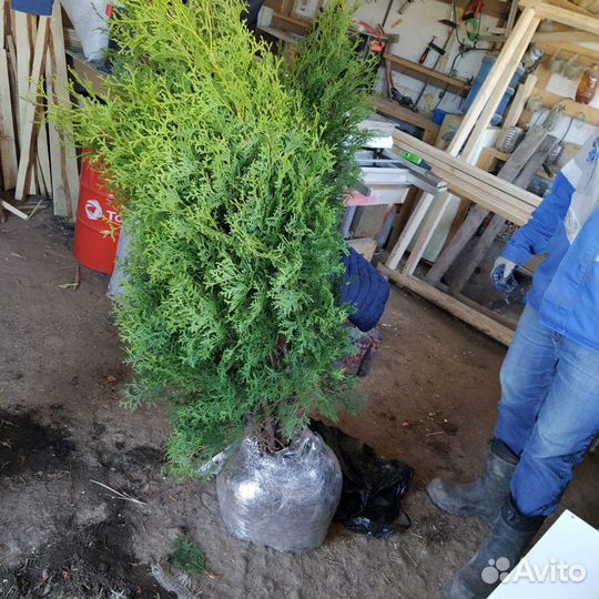 Туя ель сосна