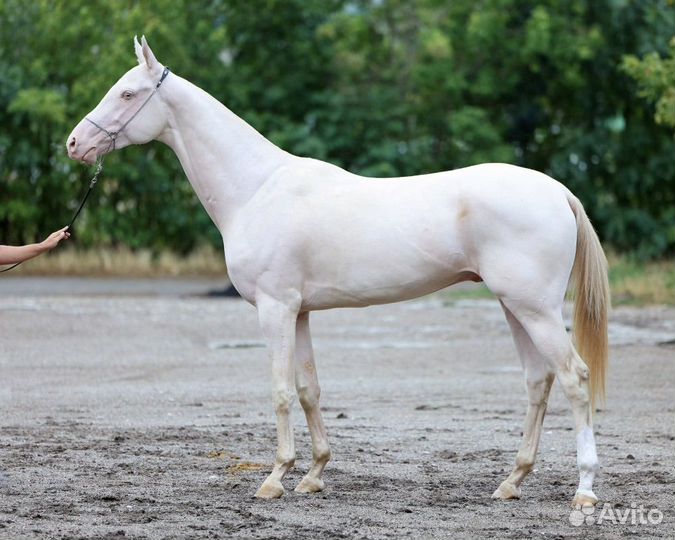 Ахалтекинец Изабелловой масти