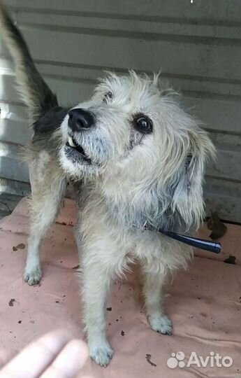 Арчи ищет дом