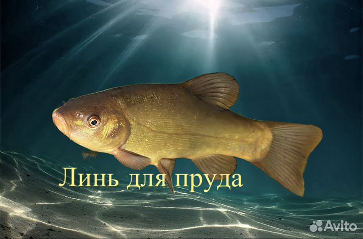 Малёк Линя для пруда