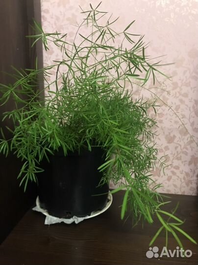 Растение для дома Аспарагус Шпренгера