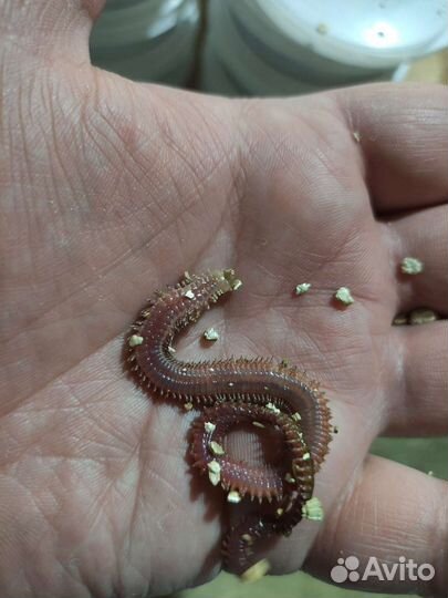 Червь морской