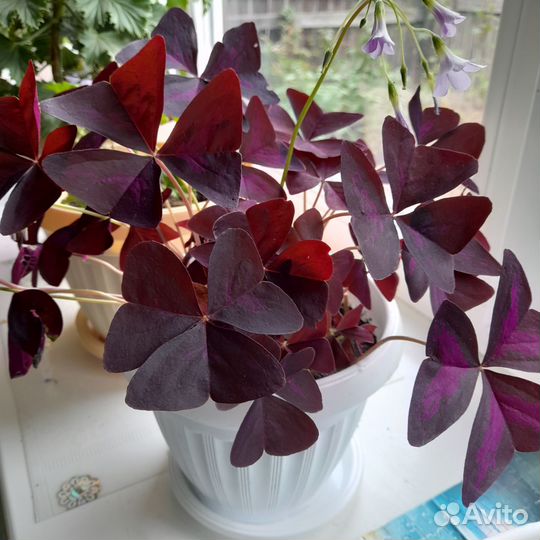 Бабочка, каланхоэ розовый