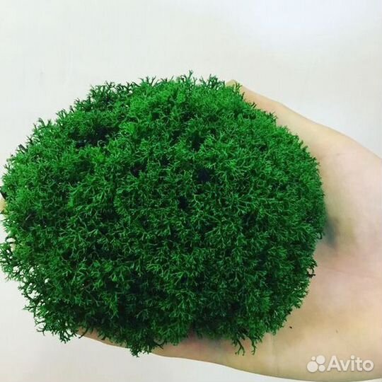 Как стабилизировать Мох Ягель