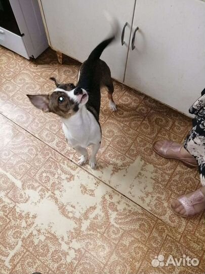 Собака в добрые руки метис