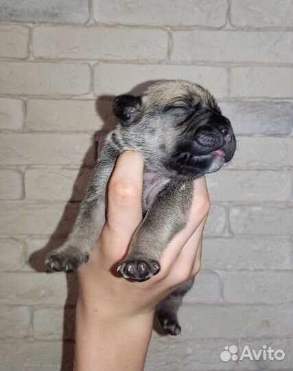 Кадебо щенки