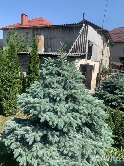 Ель Голубая колючая, крупномер